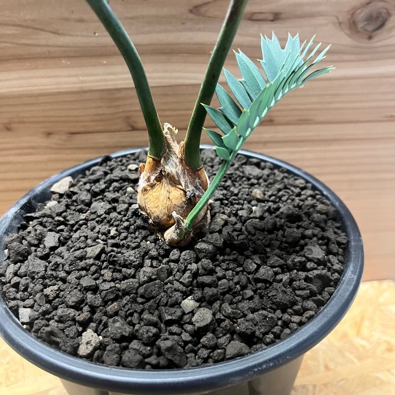 お買い得【南アフリカ産】エンセファラルトス・ホリダス エンセファラルトス ホリダス | GREEN LUCK