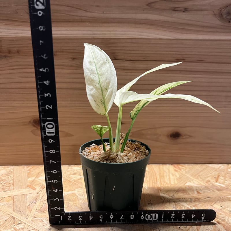 モンステラ アダンソニー var. ラニアタ 斑入り | GREEN LUCK