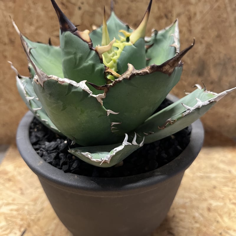 極上親株 アガベ チタノタ fo76 楽天市場】agave titanota fo76/アガベ チタノタ fo76 【観葉