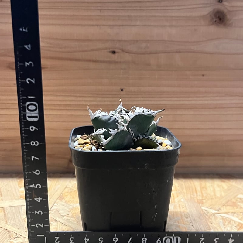 アガべ チタノタ '金剛' | GREEN LUCK