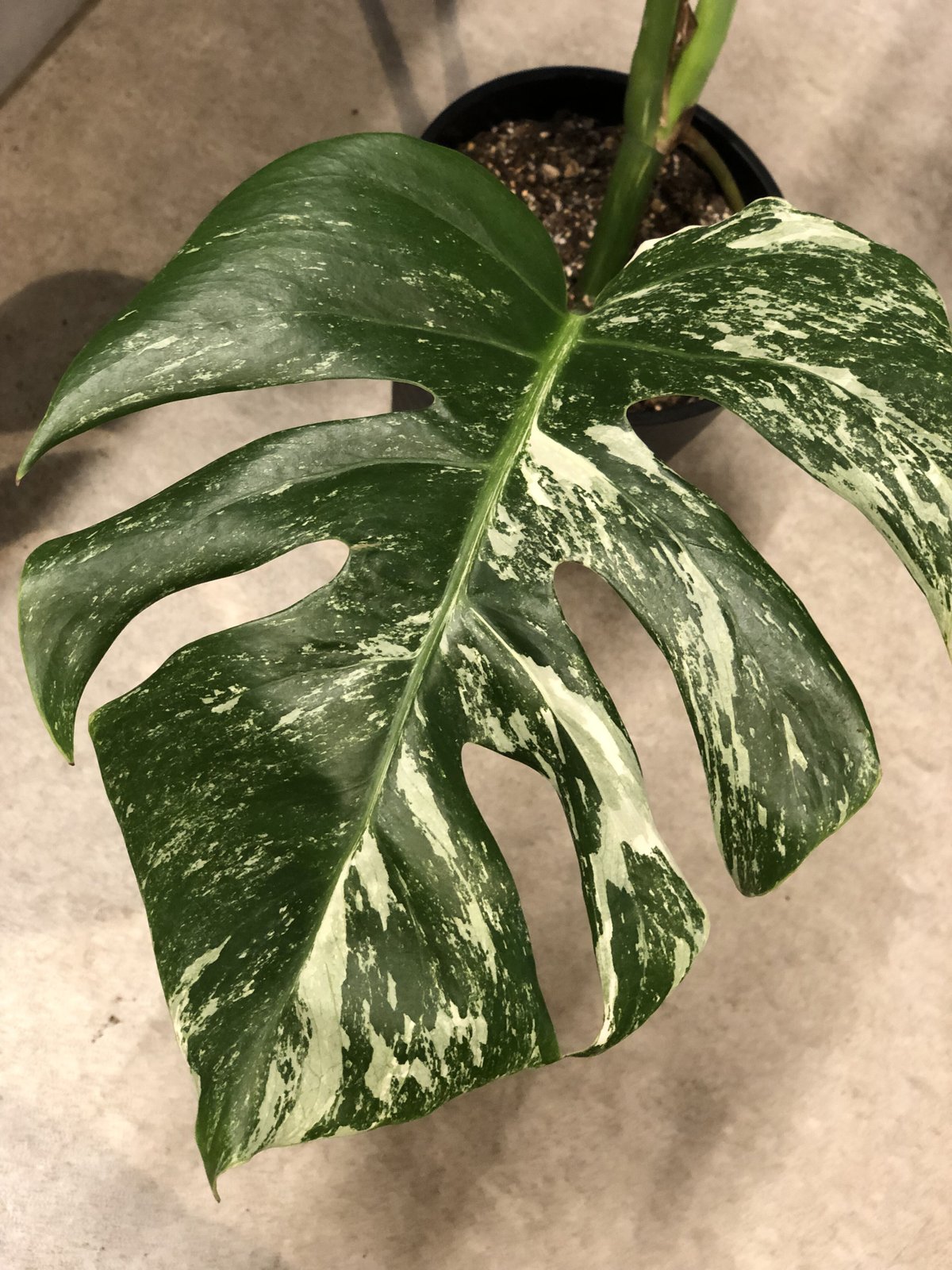 斑入りモンステラ ボルシギアナ バリエガタータ | GREEN LUCK