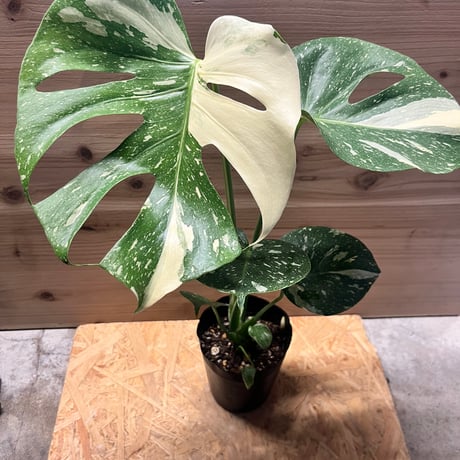 タイコンステレーション | STORES