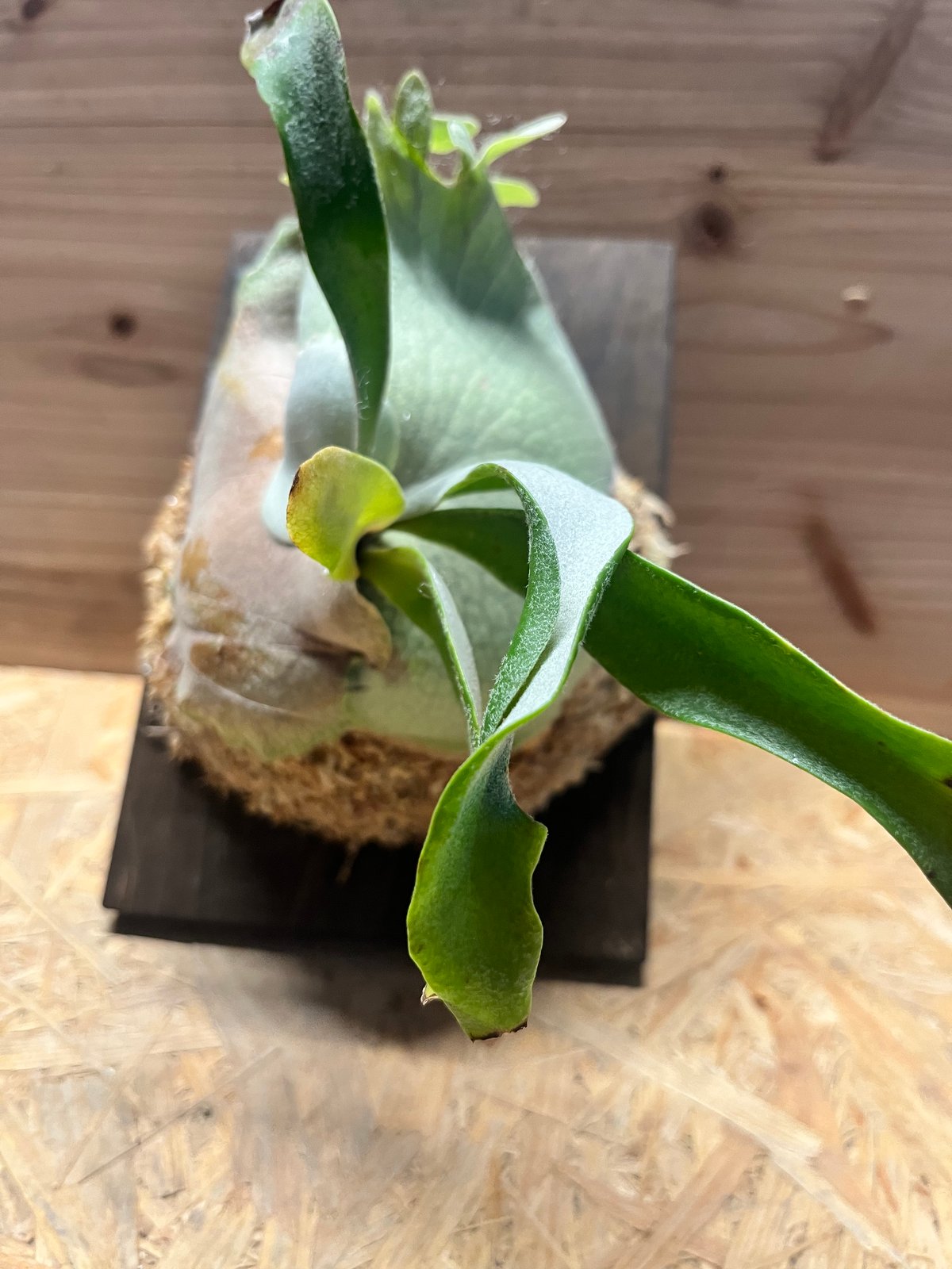 ビカクシダ ベイチー v14 spore | GREEN LUCK