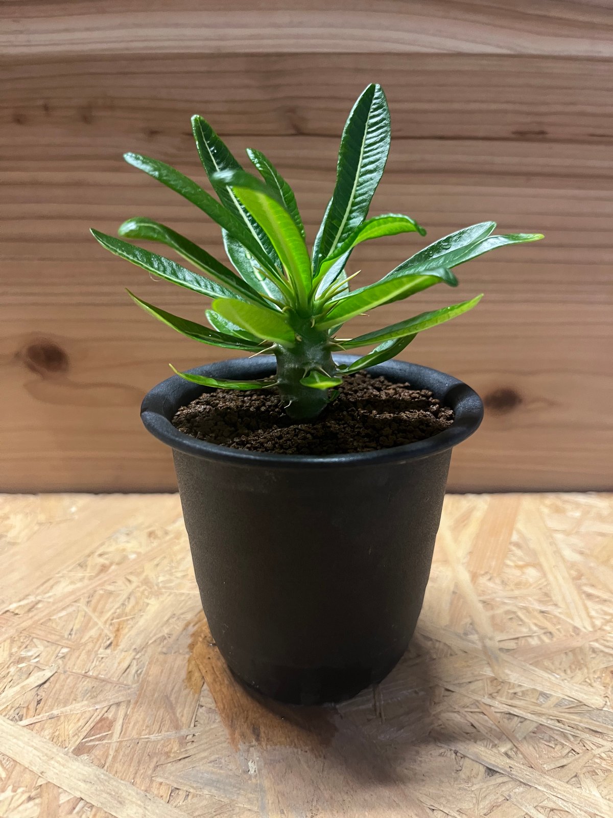 【値下可】アンボンゲンセ パキポディウム アンボンゲンセ 多頭株 | GREEN LUCK 塊根植物・コーデックス