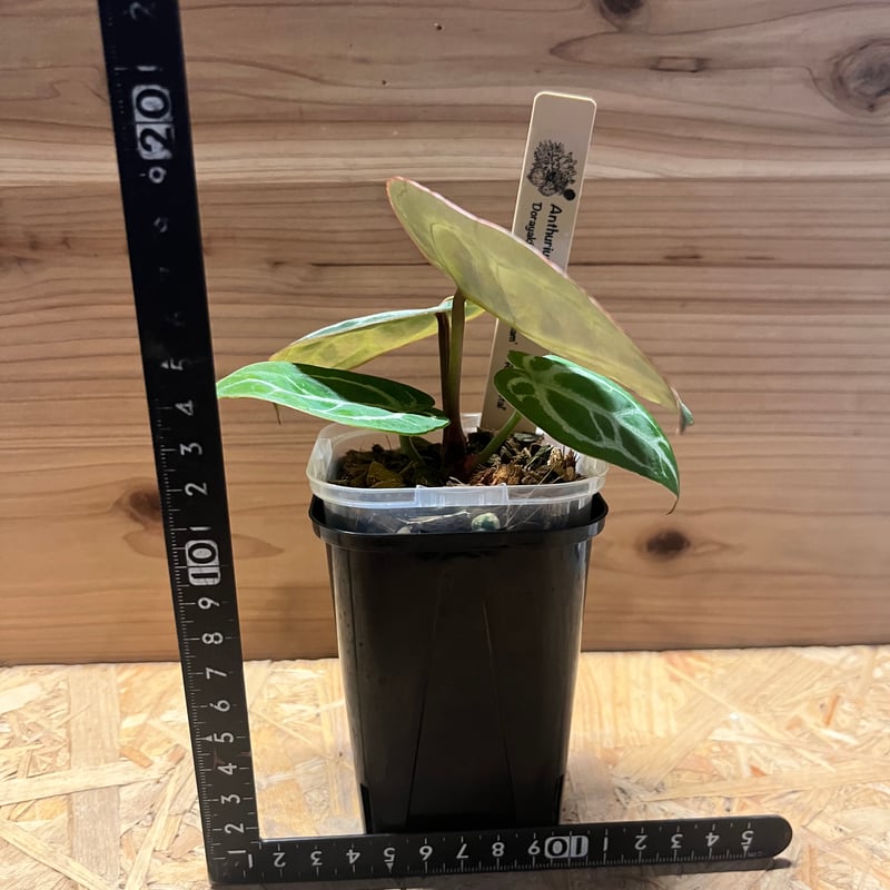 アンスリウム ドラヤキシルバー×エンジェルズドリーム×レッド