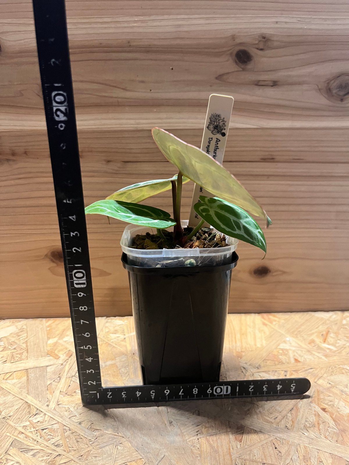 アンスリウム ドラヤキシルバー×エンジェルズドリーム×レッド