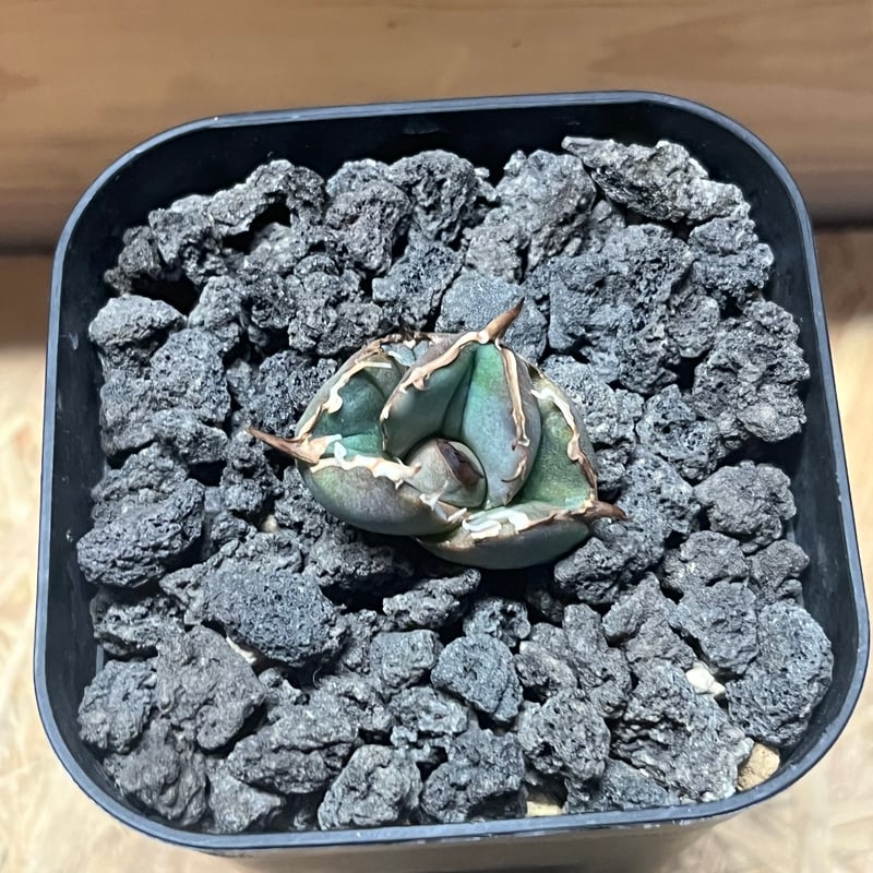 アガベ チタノタ バトルアックス | GREEN LUCK