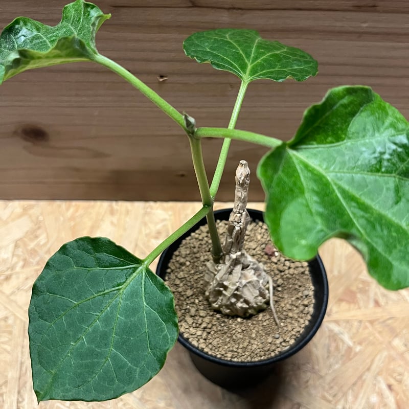 マテレア　シクロフォラ　実生 楽天市場】コーデックス：マテレア シクロフィラ 実生*M 塊根幅