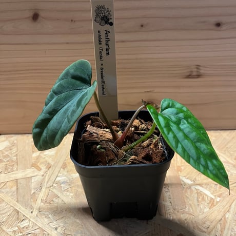 アンスリウムドレスレリー | STORES