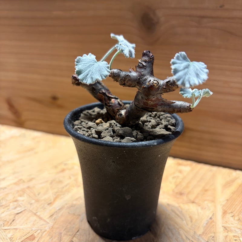 ペラルゴニウム ミラビレ | GREEN LUCK