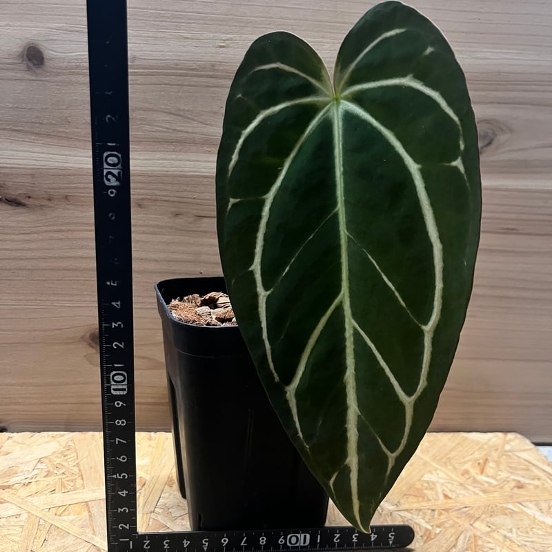 アンスリウム　カーラブラッキー　大株　破格 アンスリウム カーラブラッキー 大株 破格 Anthurium