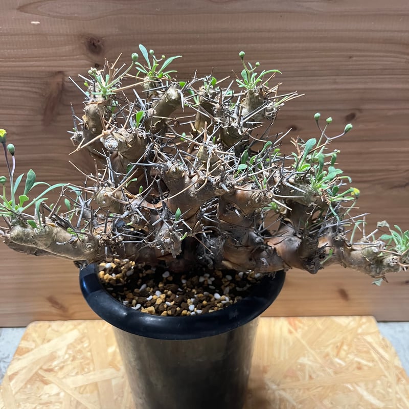 オトンナ ユーフォルビオイデス | GREEN LUCK