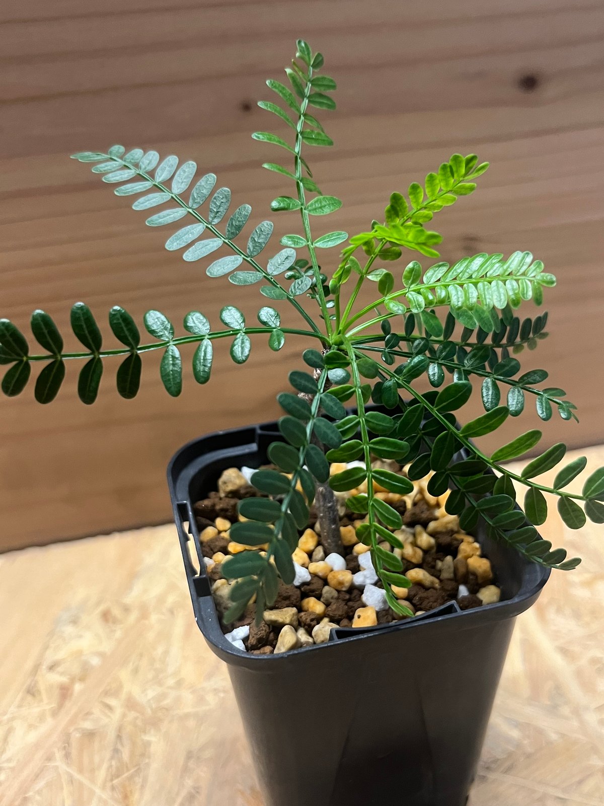 ブルセラ ミクロフィラ | GREEN LUCK