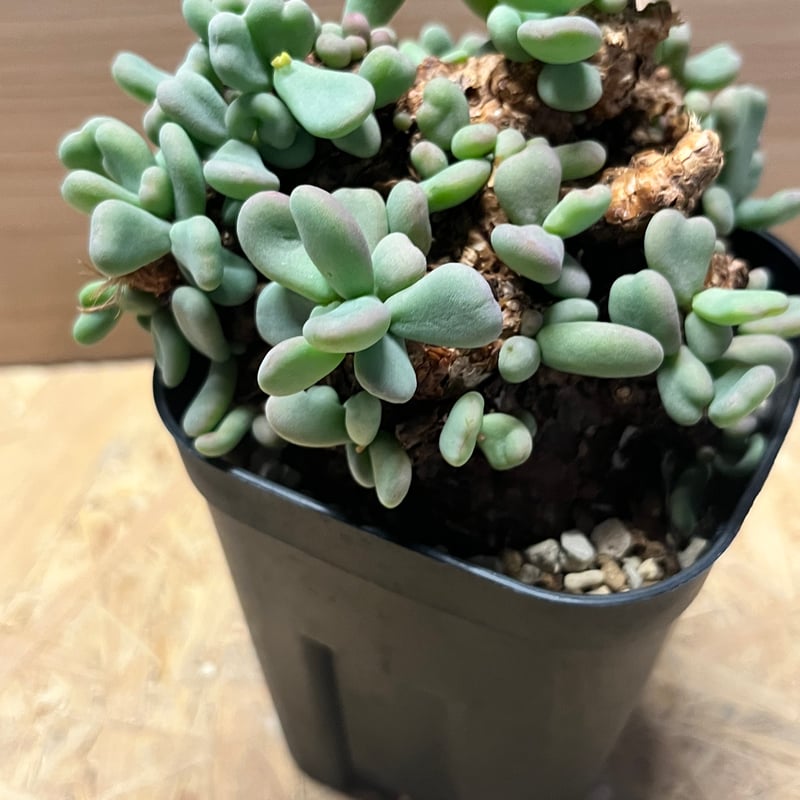 ケラリア　ピグマエア　綴化 ケラリア ピグマエア | GREEN LUCK