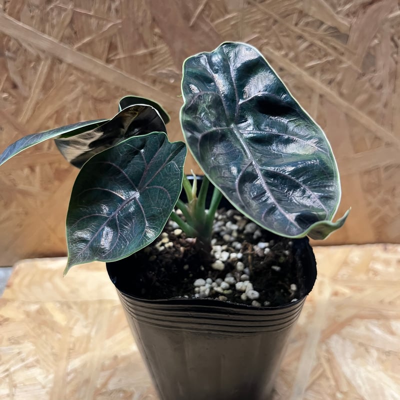 アロカシア アズラニー | GREEN LUCK