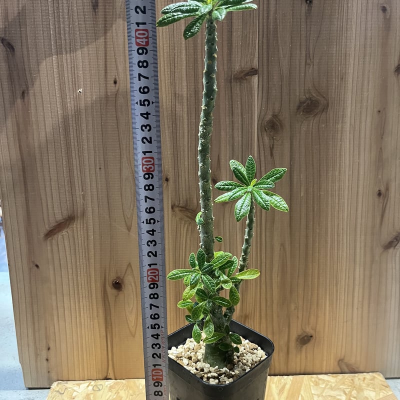 ドルステニア ギガス | GREEN LUCK