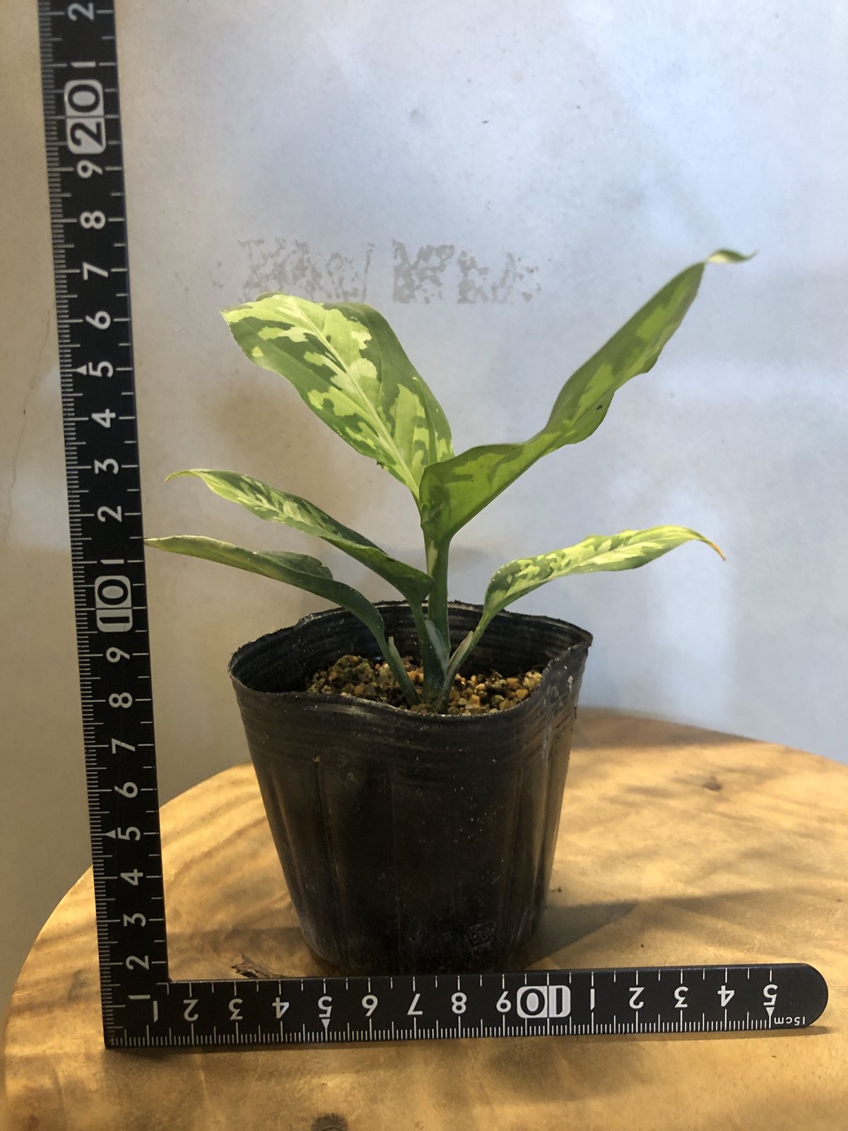 アグラオネマ ピクタム エウレカタイプ | GREEN LUCK