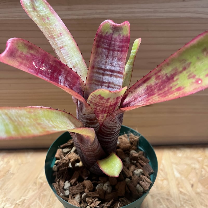 エクメア ヌディカウリス 子株付き ザ・ファームセレクト]エクメア