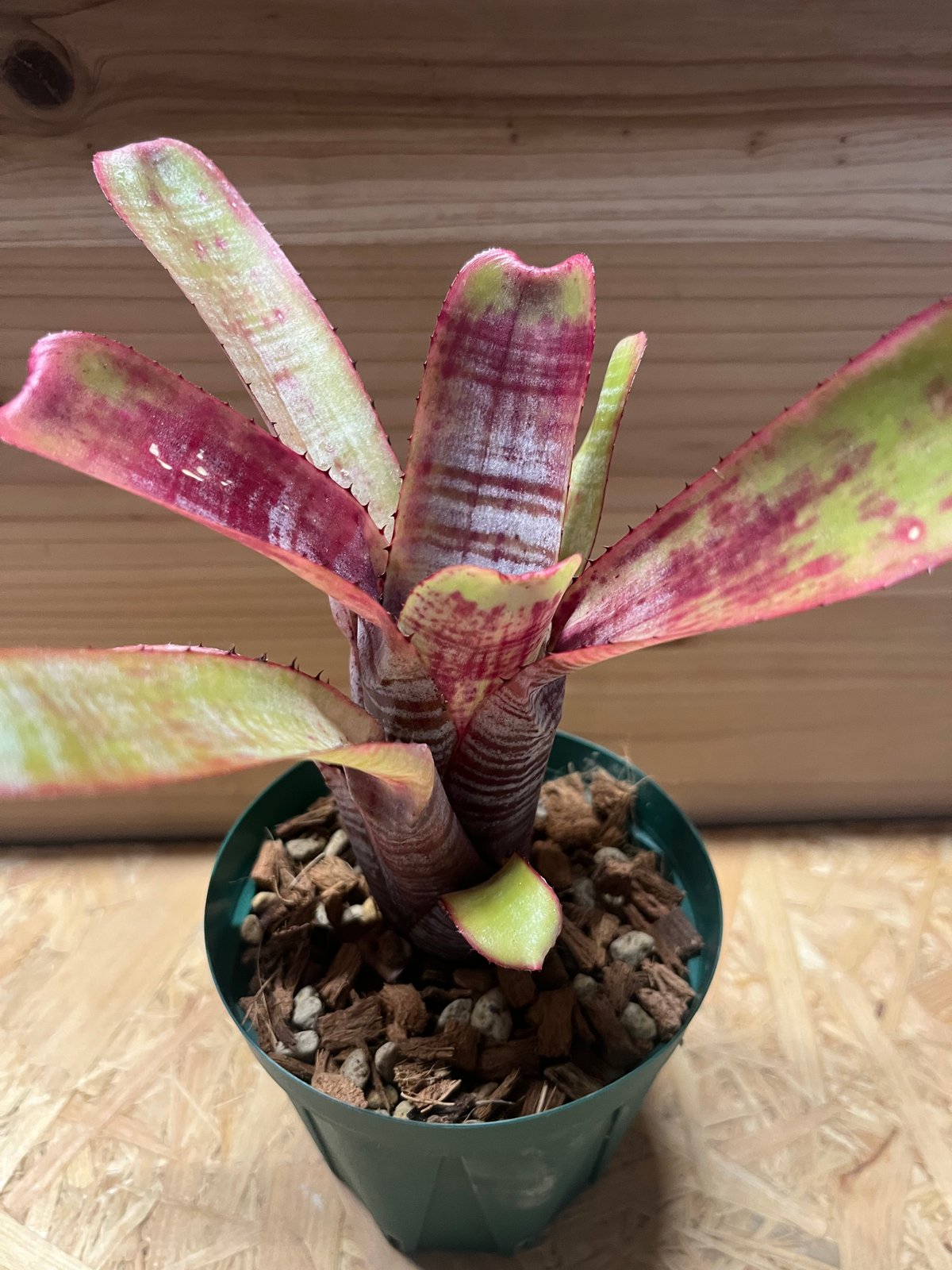 エクメア ヌディカウリス アクアリス | GREEN LUCK