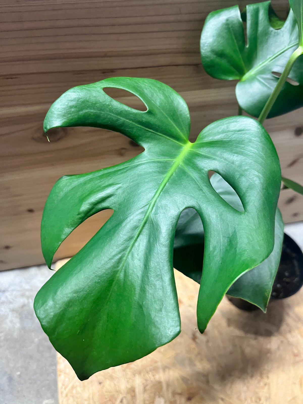 モンステラ デリシオーサ 実生選抜 | GREEN LUCK