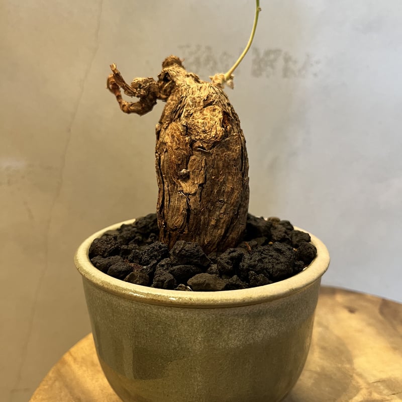 ペラルゴニウム トリステ ×伝市鉢 | GREEN LUCK