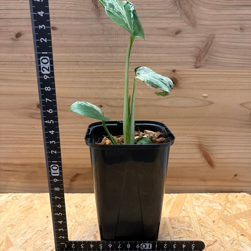 モンステラ デリシオーサ 'バルバソー' | GREEN LUCK