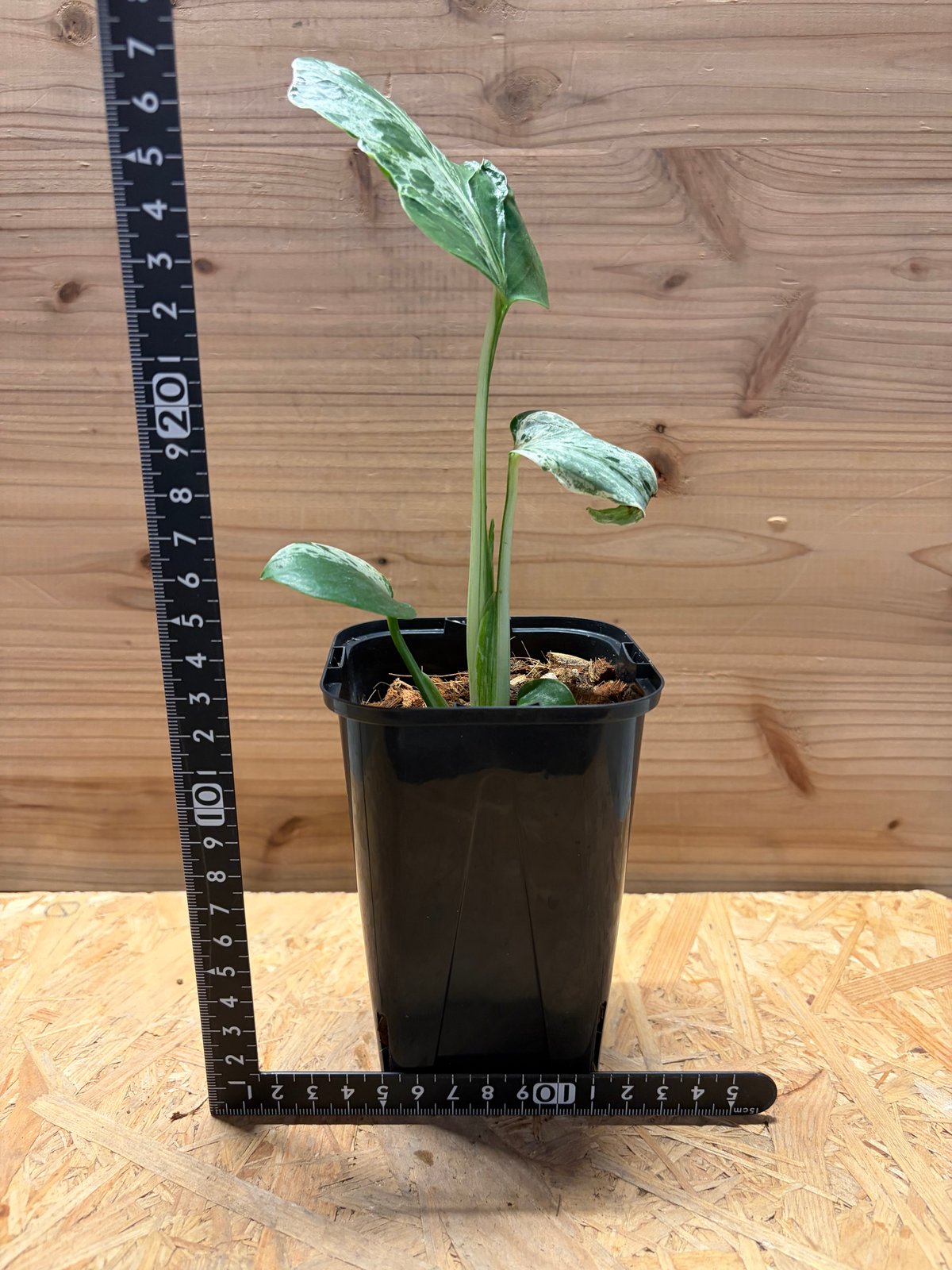 モンステラ デリシオーサ 'バルバソー' | GREEN LUCK