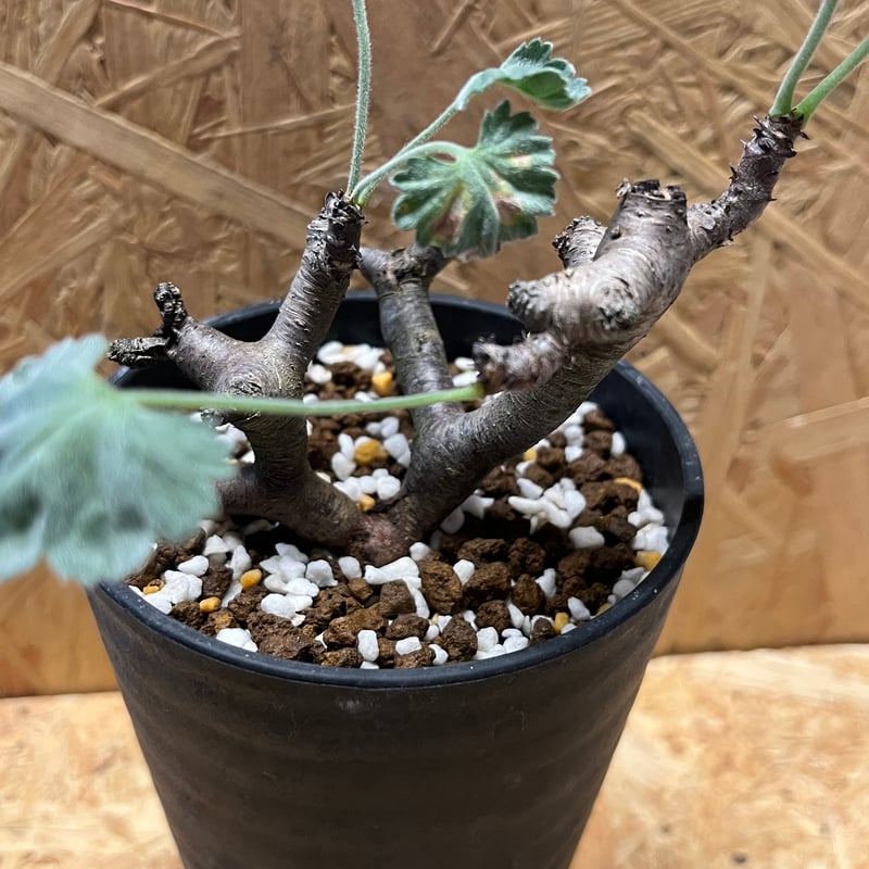 ペラルゴニウム ミラビレ | GREEN LUCK