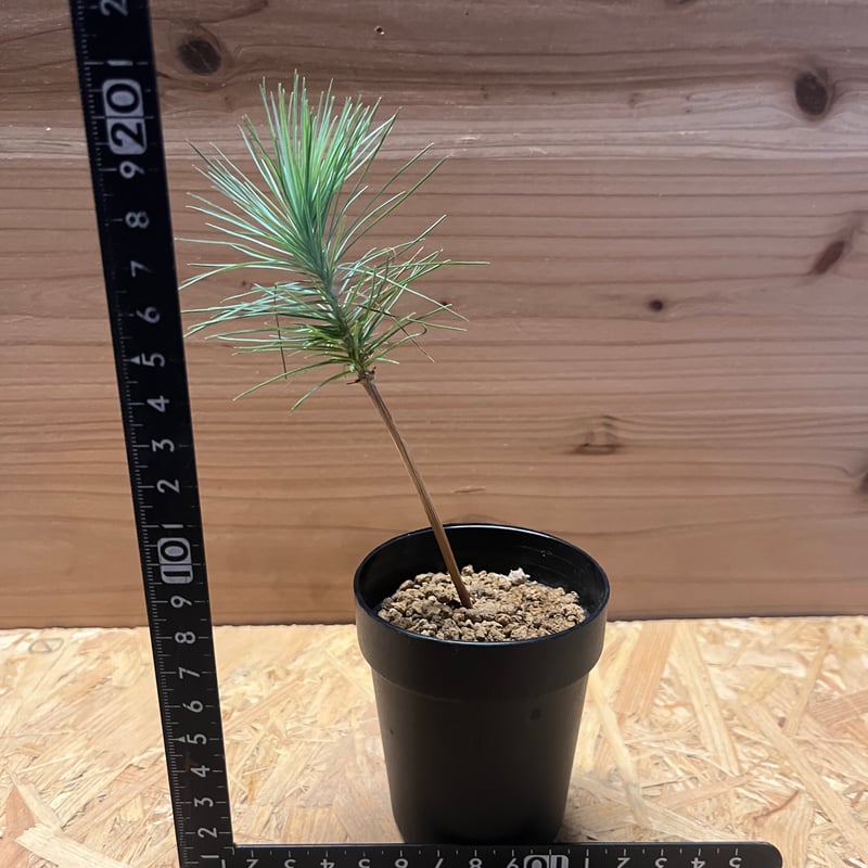 マルチネスピニョンマツ　美株　ピニョンマツ　ピニョン　大株 マツ：マルチネスピニョンマツ 8号鉢植え の通販 | 園芸ネット