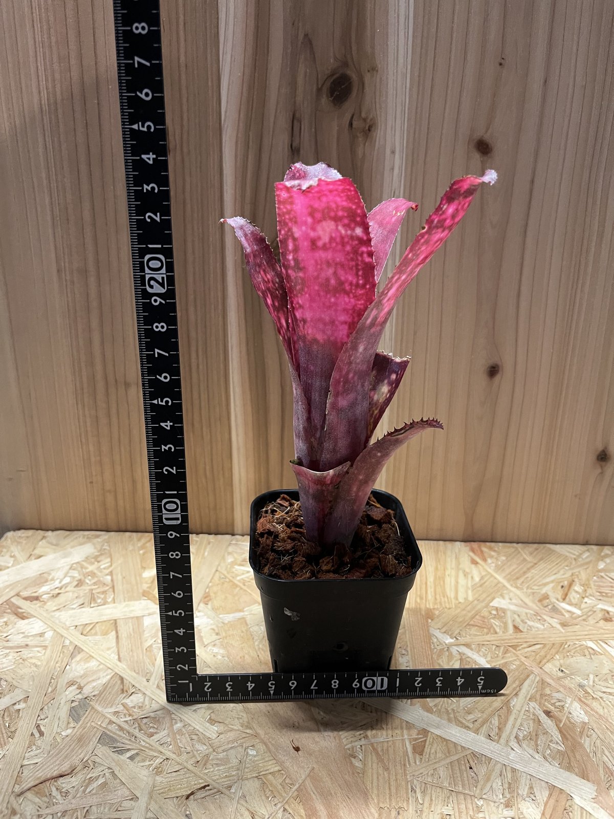 ビルベルギア ニューイヤーズ・イブ | GREEN LUCK