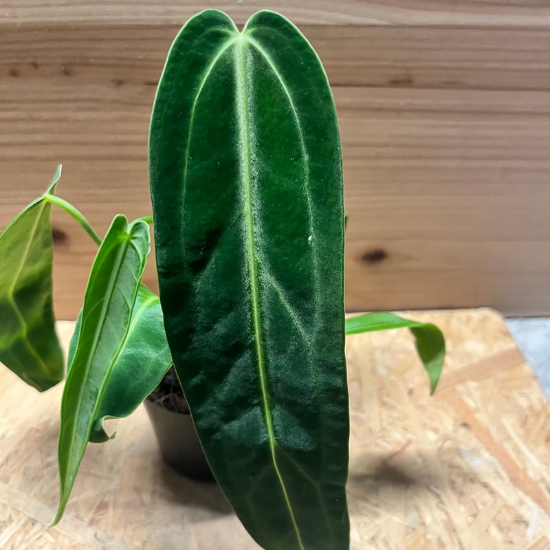 アンスリウム ワロクアナム | GREEN LUCK