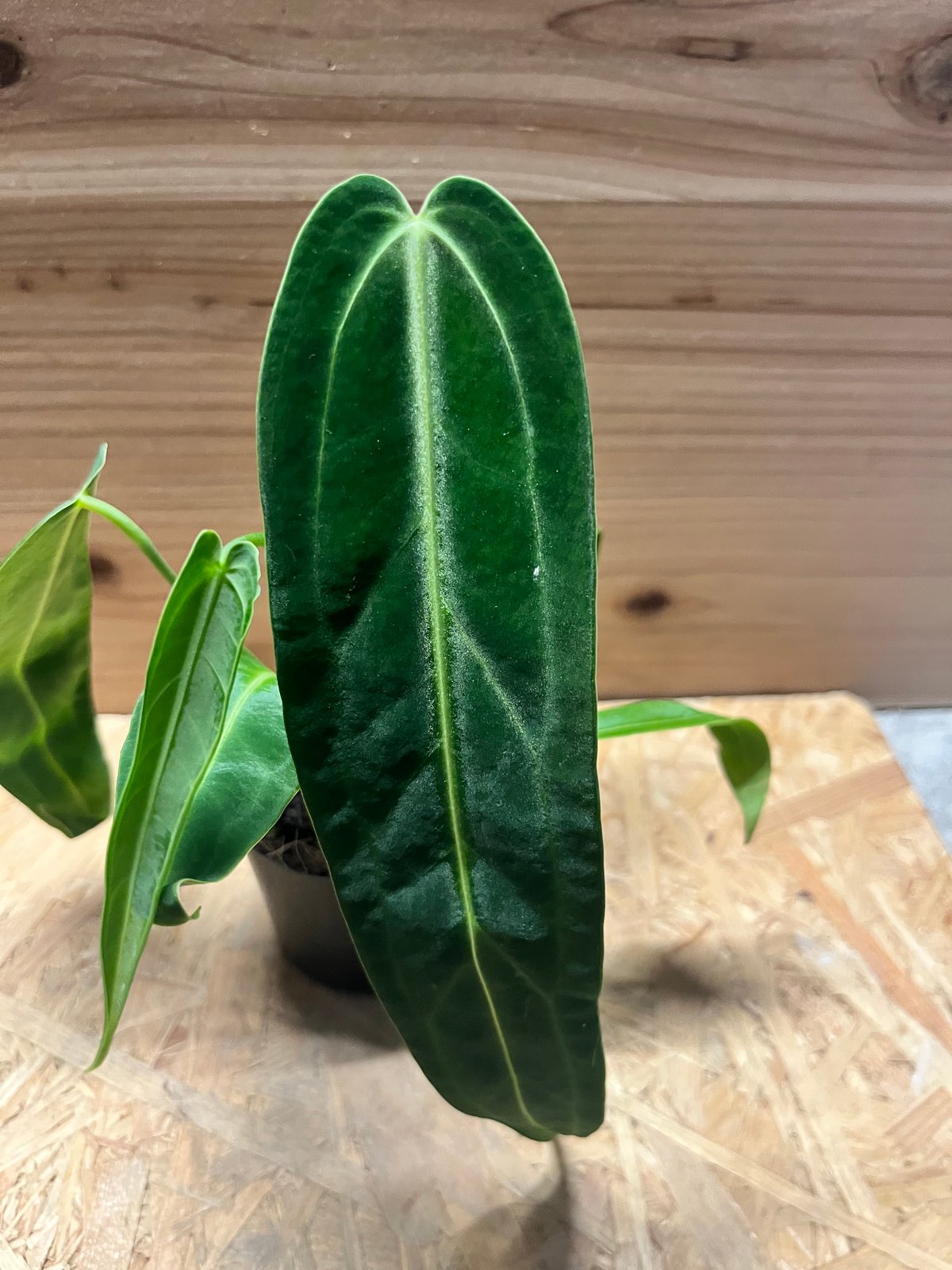 Anthurium warocqueanum アンスリウムワロクアーナム img255959.jpg