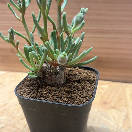 フィロボルス　テヌイフロルス