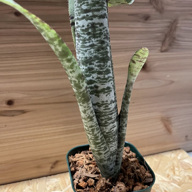 ケスネリア マルモラータ ティムプローマン | GREEN LUCK