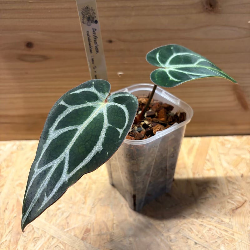 アンスリウム カーラブラッキー ナロー | GREEN LUCK