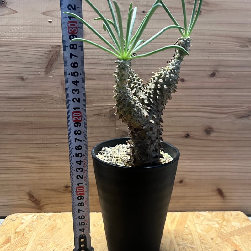 チレコドン ワリチー | GREEN LUCK