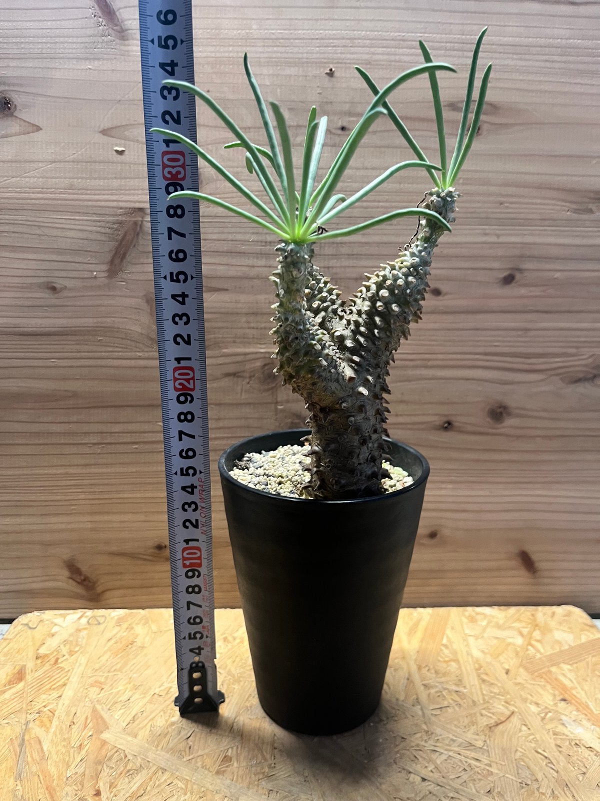 チレコドン ワリチー | GREEN LUCK