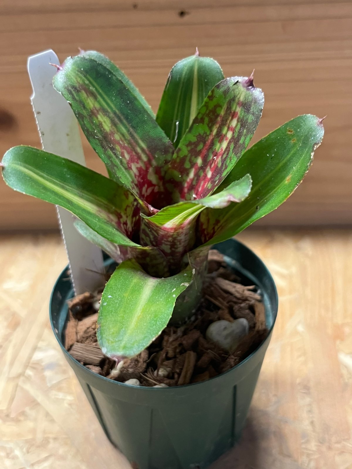 ネオレゲリア レディバグ | GREEN LUCK