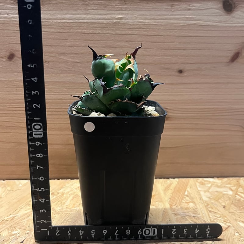 アガベ チタノタ ブラックアンドブルー 暗覆輪 | GREEN LUCK