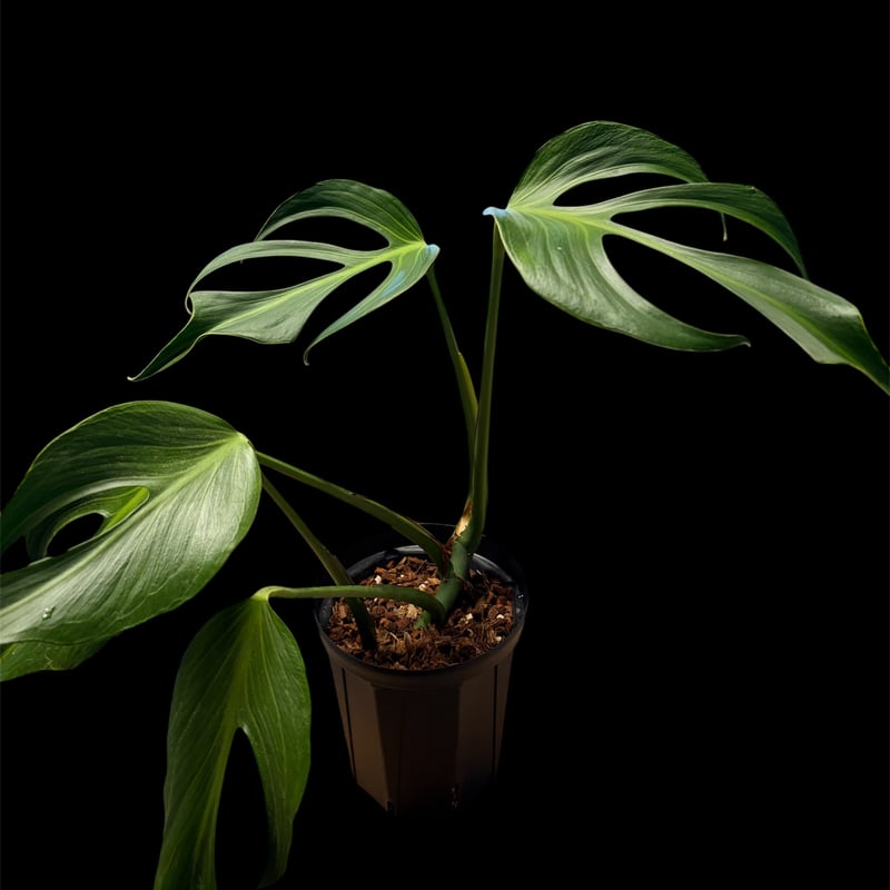 モンステラ 'バールマルクスフレーム' | GREEN LUCK