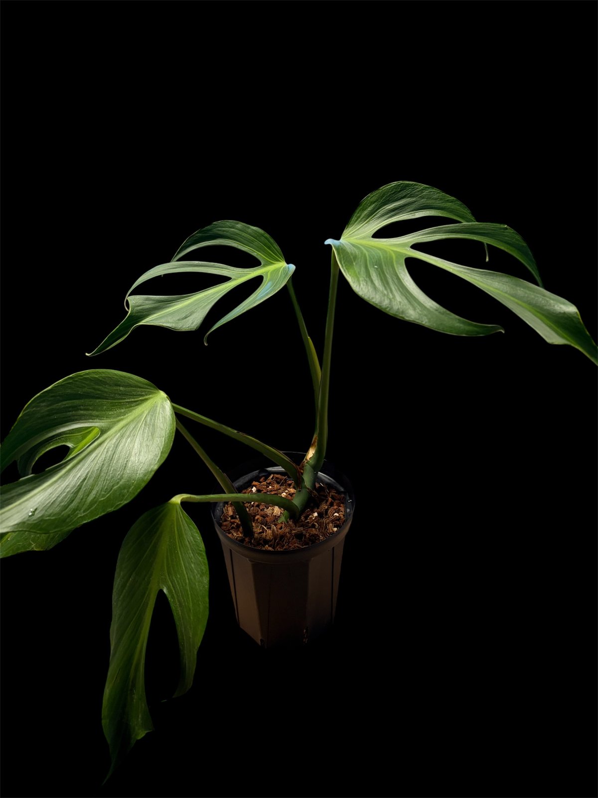 モンステラ 'バールマルクスフレーム' | GREEN LUCK