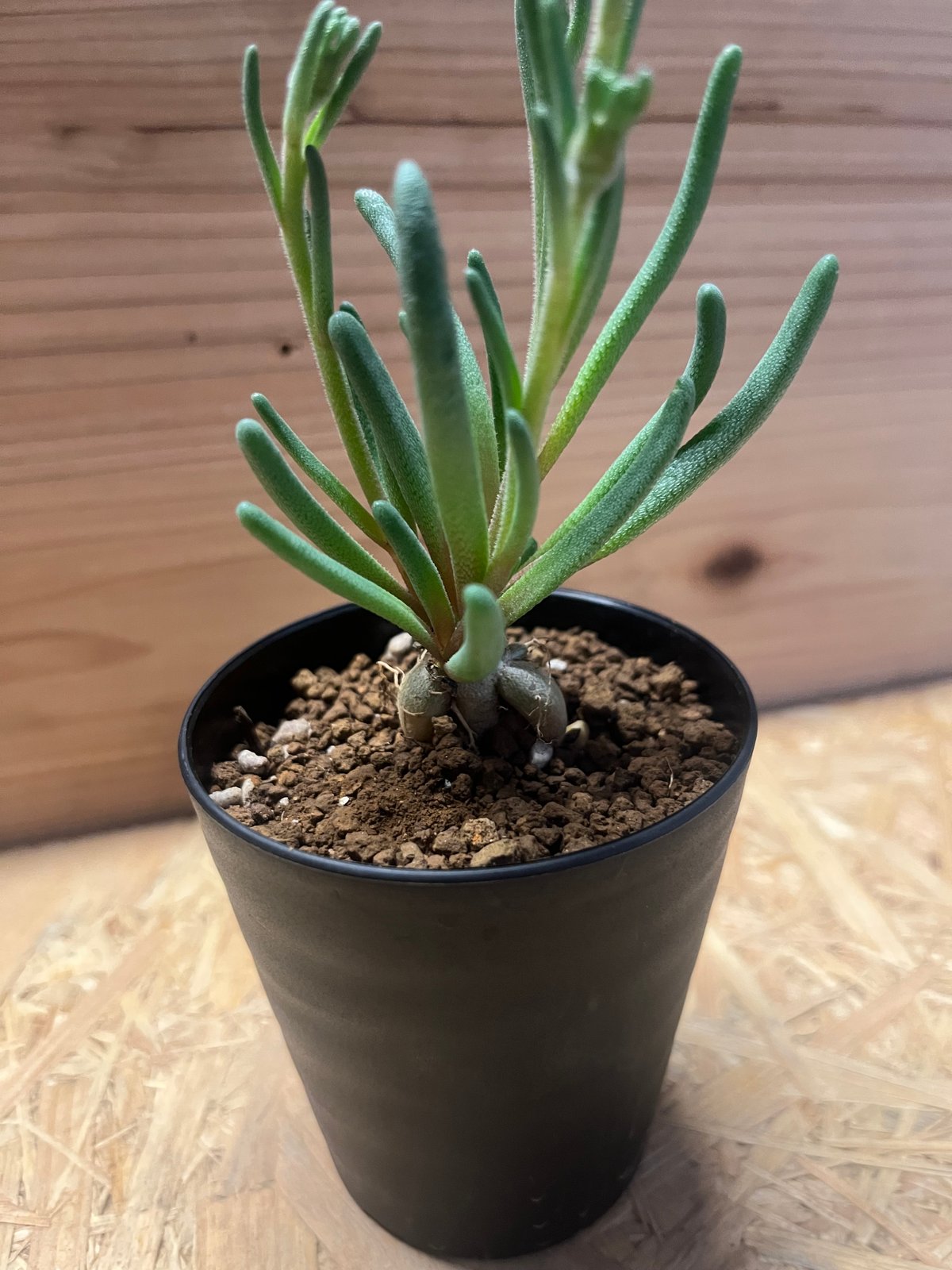 フィロボルス　テヌイフロルス　鉢ごと フィロボルス テヌイフロルス | GREEN LUCK