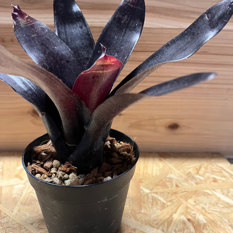 ネオレゲリア ブラックサティン | GREEN LUCK