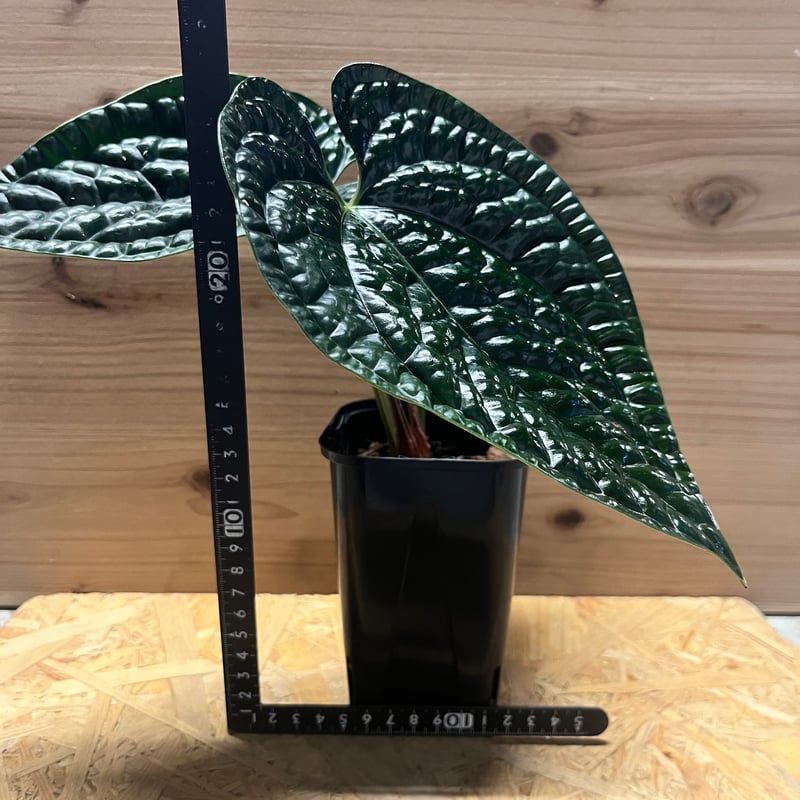 Anthurium luxurians アンスリウム ルクスリアンス Secret Bazaar | _ 『 アンスリウム・ルクスリアンス ダーク