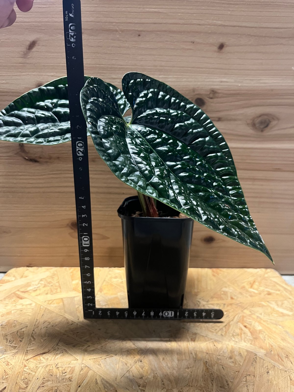 アンスリウム ルクスリアンス 'ブラック' | GREEN LUCK