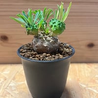 買*介様 ブーファン ハエマンソイデス No.005 ブーファン ハエマンソイデス / Boophane Haemanthoides