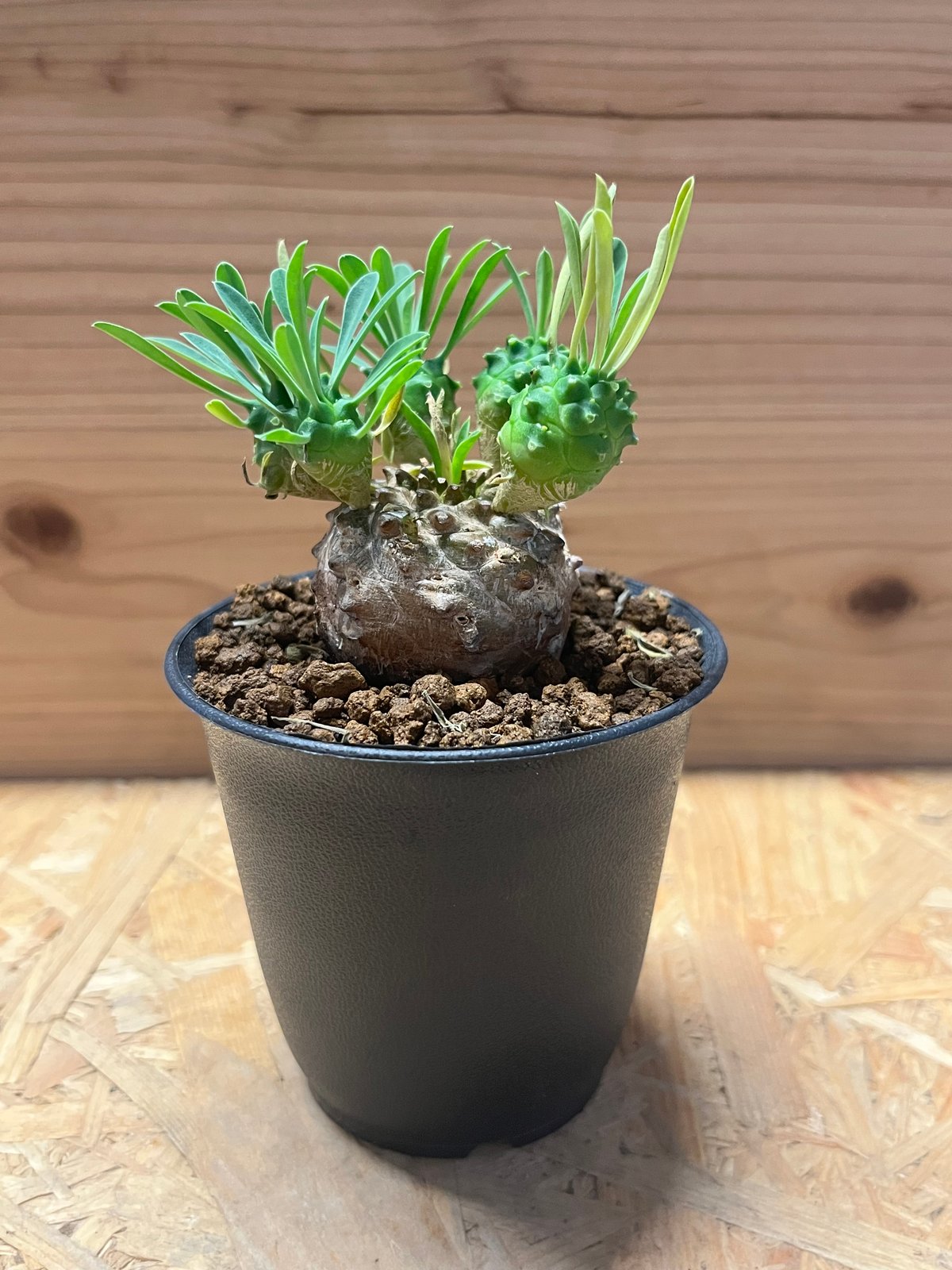 ユーフォルビア　峨眉山 ユーフォルビア 峨眉山 | GREEN LUCK