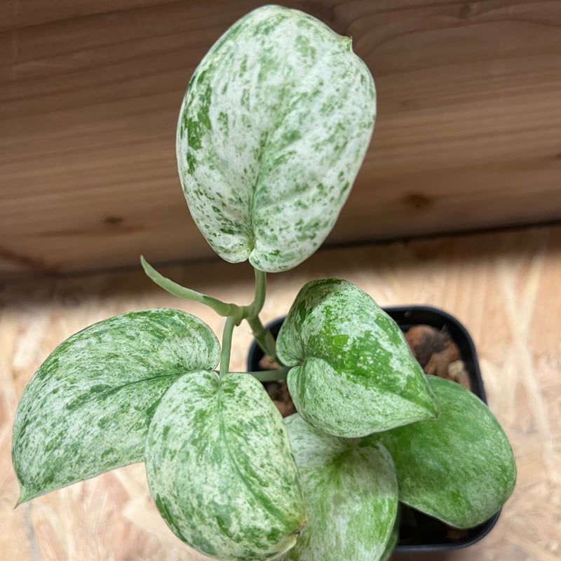 スキンダプサス ゴールデンミント