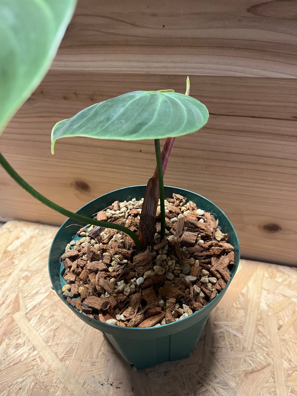 フィロデンドロン ルクスリアンス チョコ | GREEN LUCK