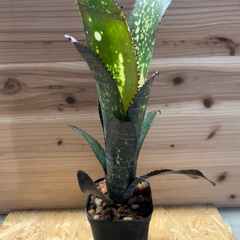 ビルベルギア メリーモナーク | GREEN LUCK